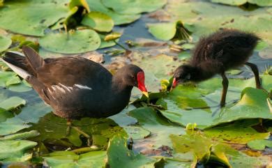 水雞屬|Gallinula chloropus chloropus 